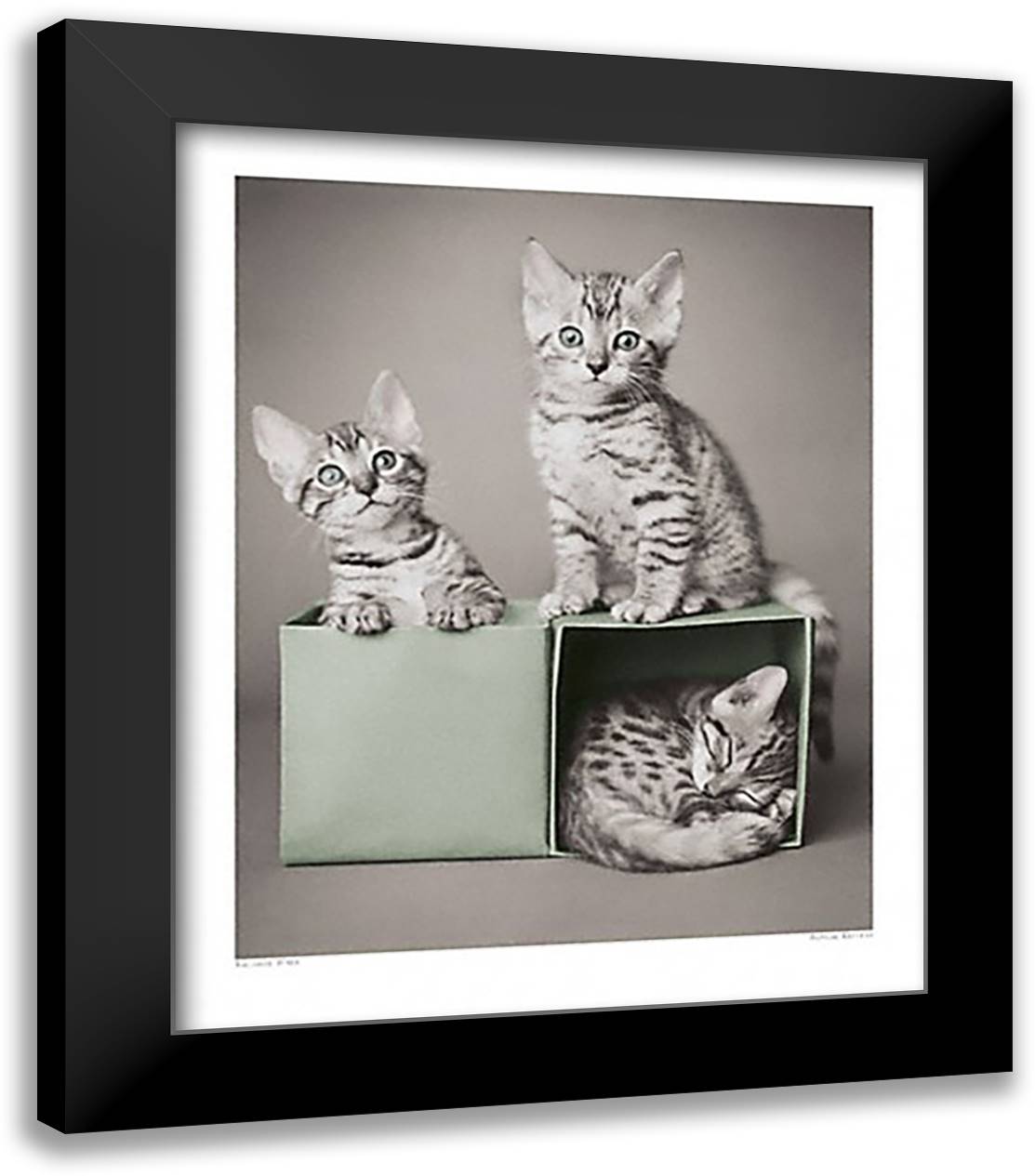 Bengal Kittens 20x24 Black Modern Wood Framed Art Print Poster by Hale, Rachael
