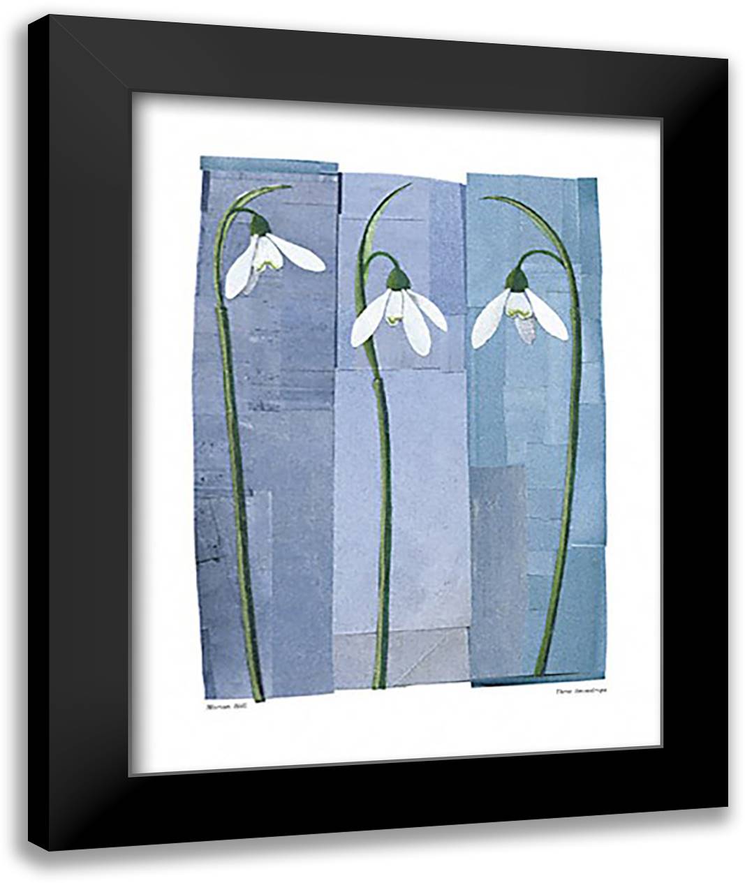 Three Snowdrops 16x20 Black Modern Wood Framed Art Print Poster by Hill, Marian