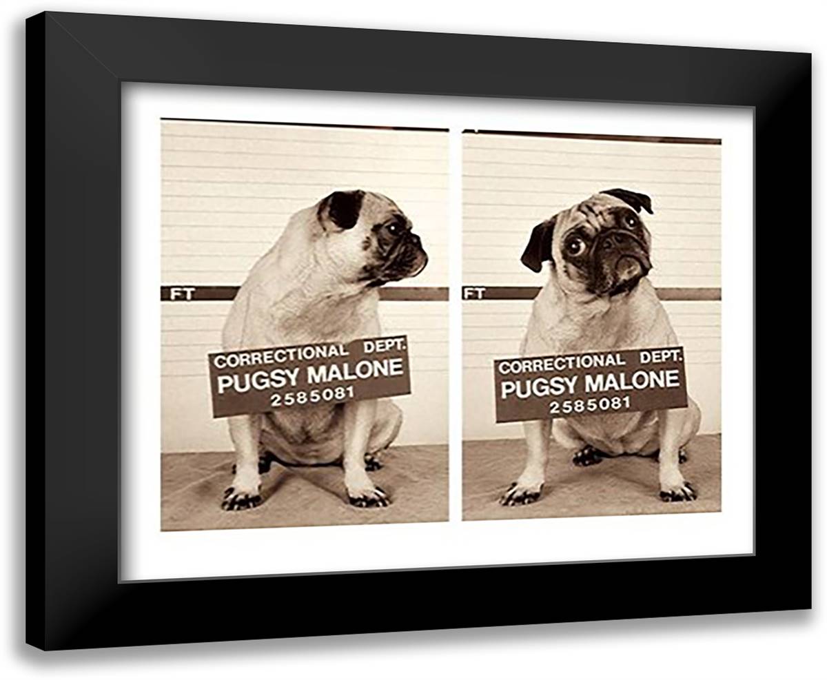 Pugsy Malone 24x20 Black Modern Wood Framed Art Print Poster by Dratfield, Jim