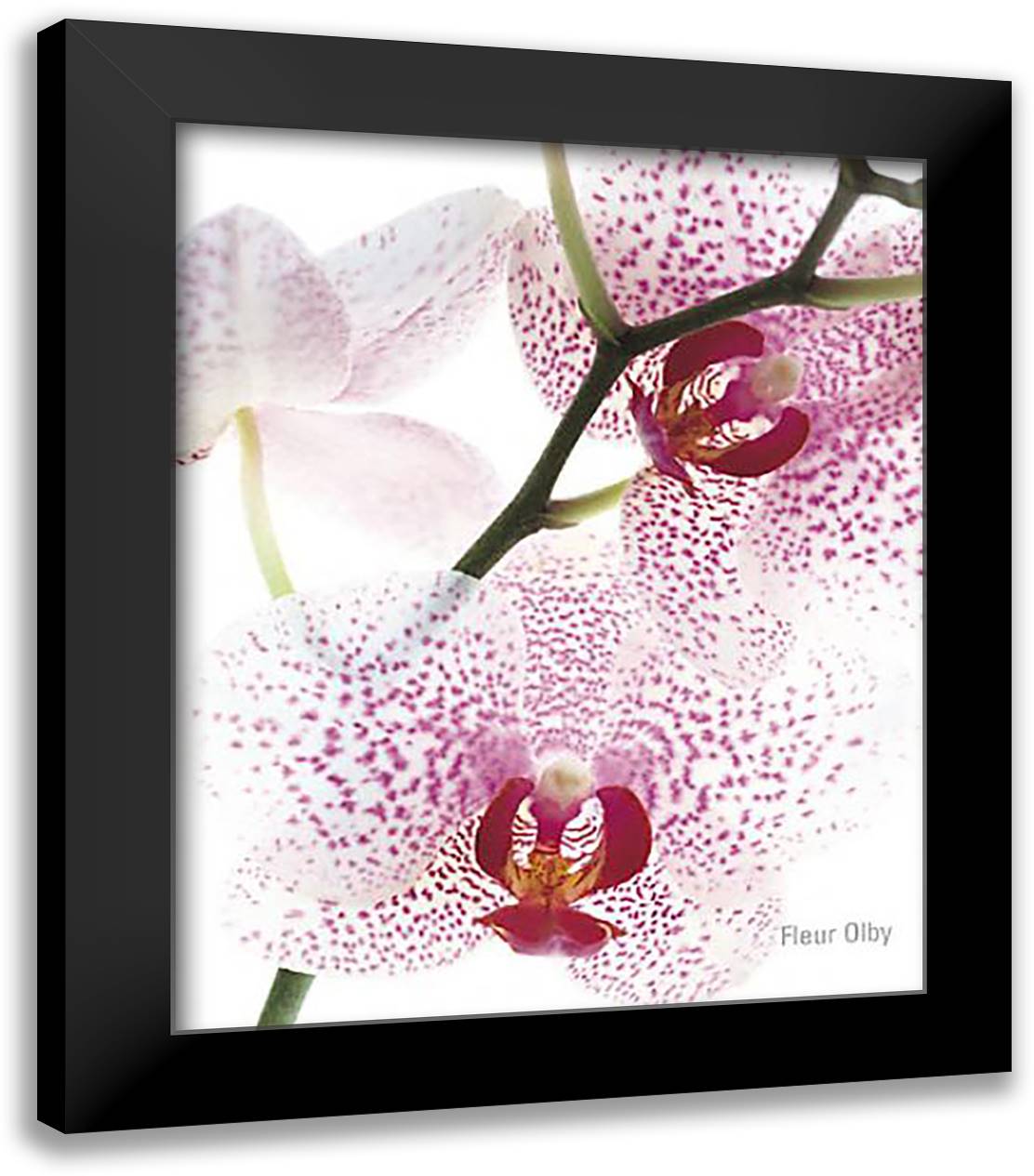 Orchid 20x24 Black Modern Wood Framed Art Print Poster by Olby, Fleur