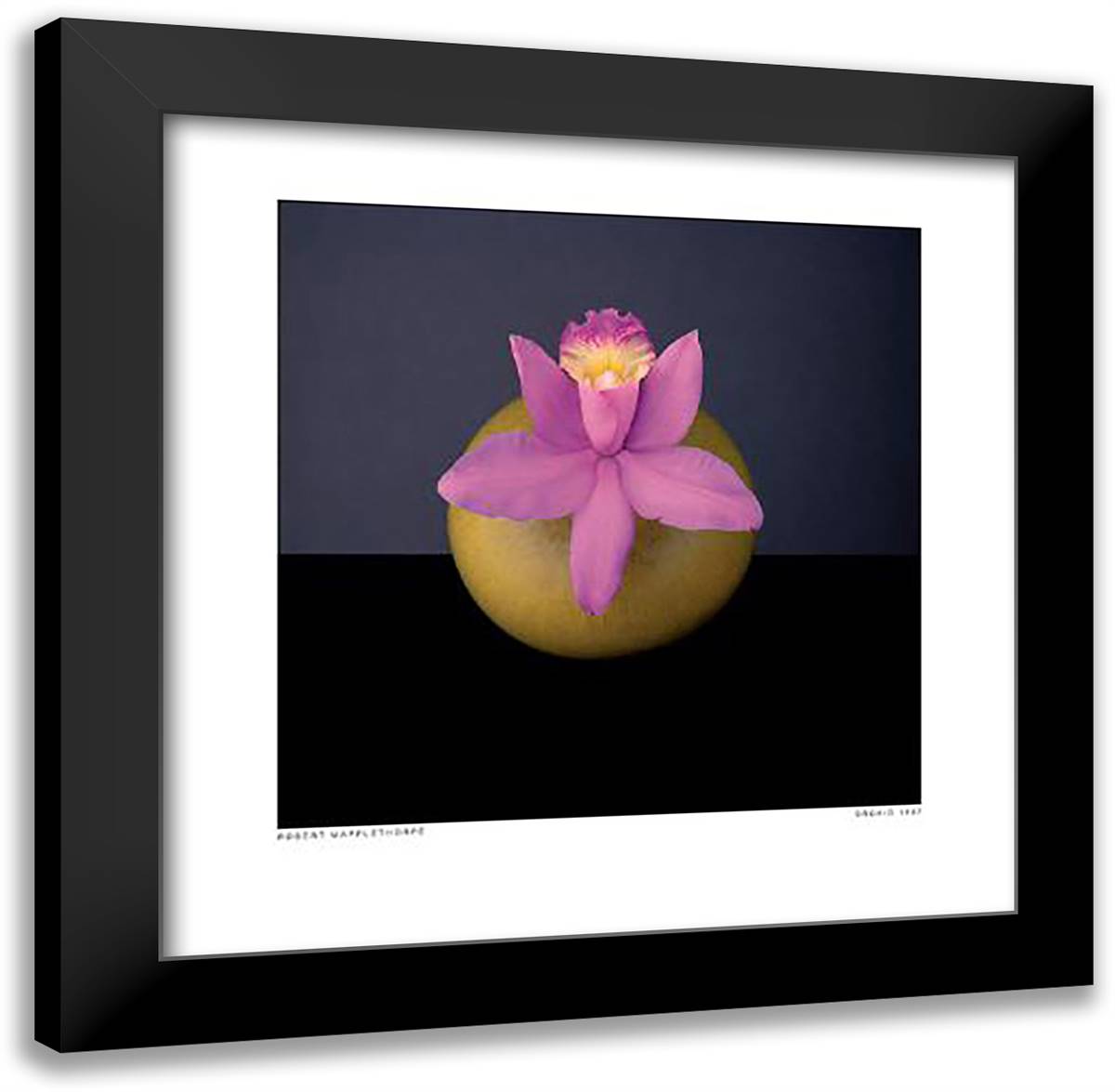 Orchid, 1987 20x20 Black Modern Wood Framed Art Print Poster by Mapplethorpe, Robert