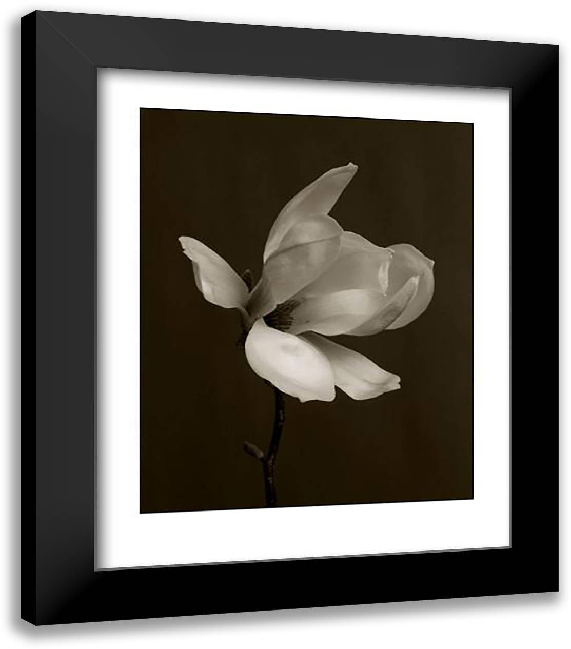 White Magnolia Flower 20x24 Black Modern Wood Framed Art Print Poster by Hopkinson, Charlie