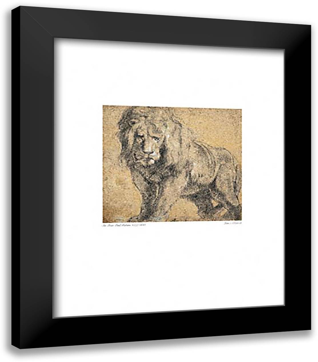 Lion 20x24 Black Modern Wood Framed Art Print Poster by Rubens, Peter Paul