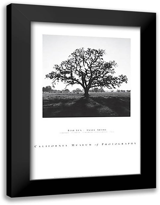 Oaktree, Sunrise 28x40 Black Modern Wood Framed Art Print Poster by Adams, Ansel