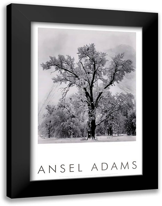 Oak Tree 28x40 Black Modern Wood Framed Art Print Poster by Adams, Ansel