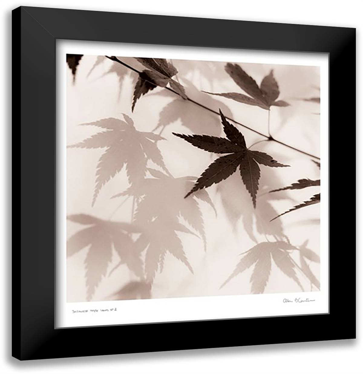 Japanese Maple Leaves No. 2 17x18 Black Modern Wood Framed Art Print Poster by Blaustein, Alan