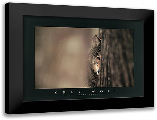 Gray Wolf 37x28 Black Modern Wood Framed Art Print Poster by Brandenburg, Jim