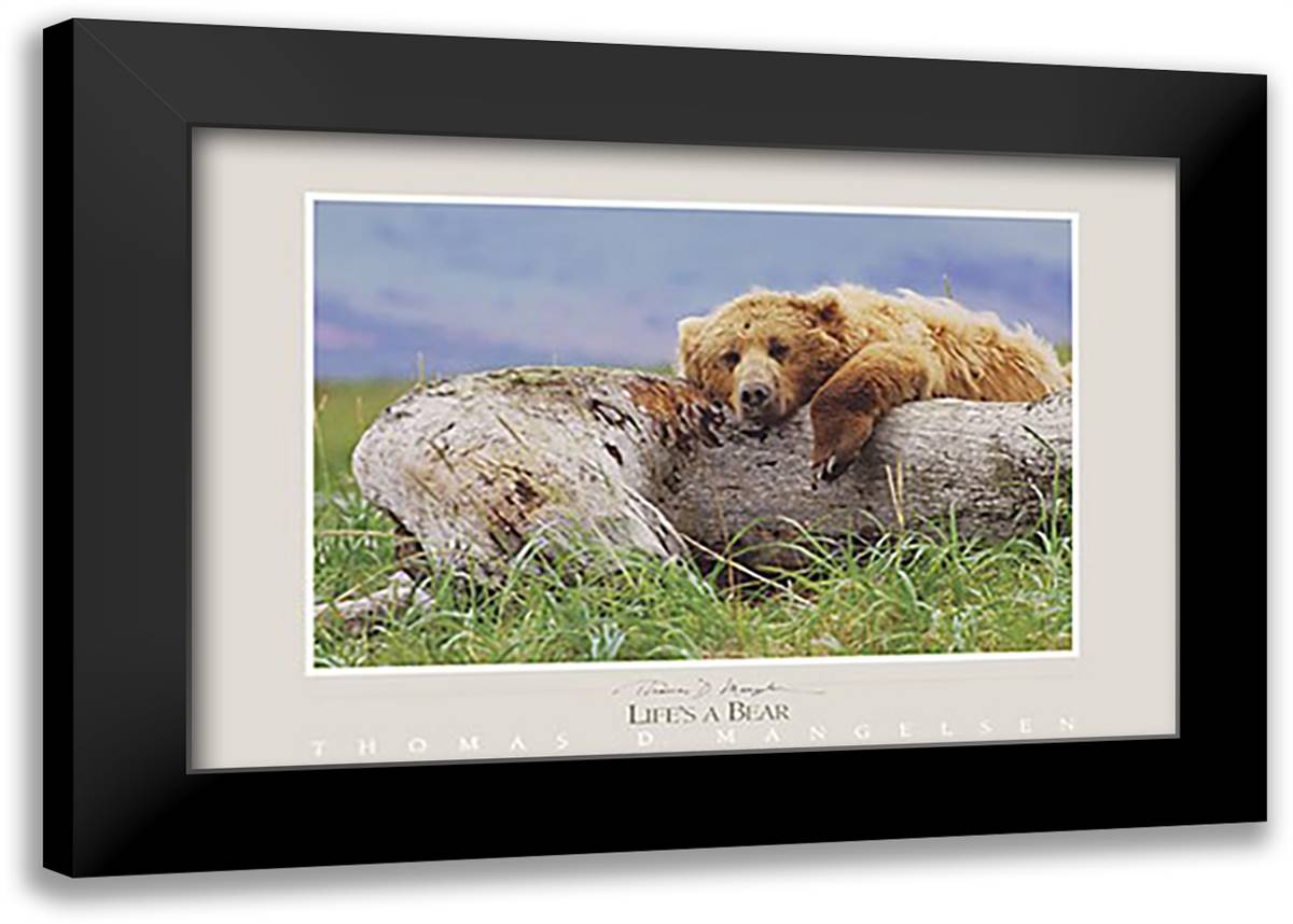 Life's a Bear 40x28 Black Modern Wood Framed Art Print Poster by Mangelsen, Thomas