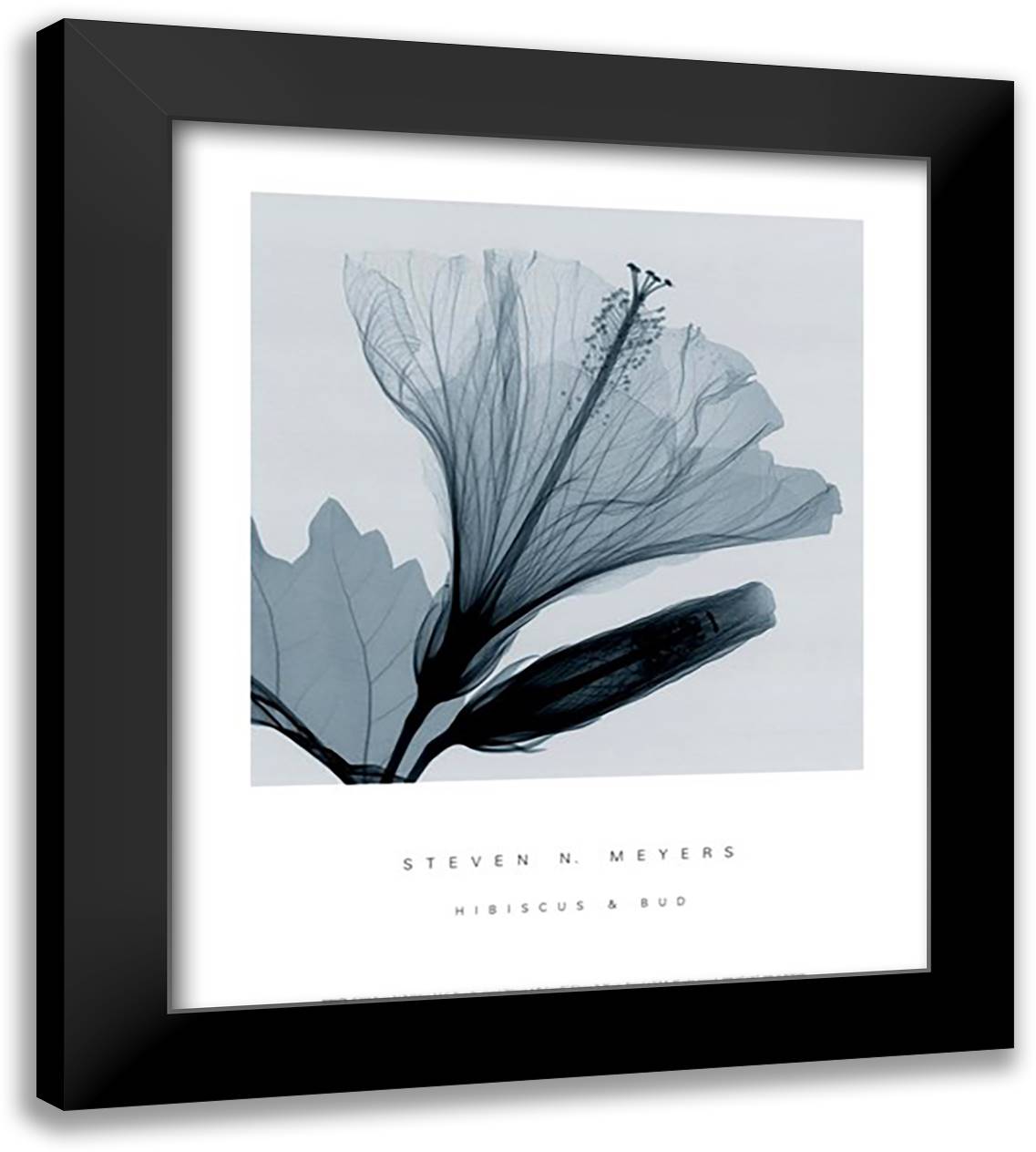 Hibiscus Bud Sm 14x16 Black Modern Wood Framed Art Print Poster by Meyers, Steven N.