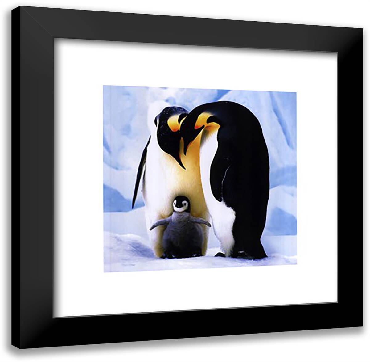 Penguins 20x20 Black Modern Wood Framed Art Print Poster