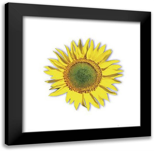 Sunflower 20x20 Black Modern Wood Framed Art Print Poster