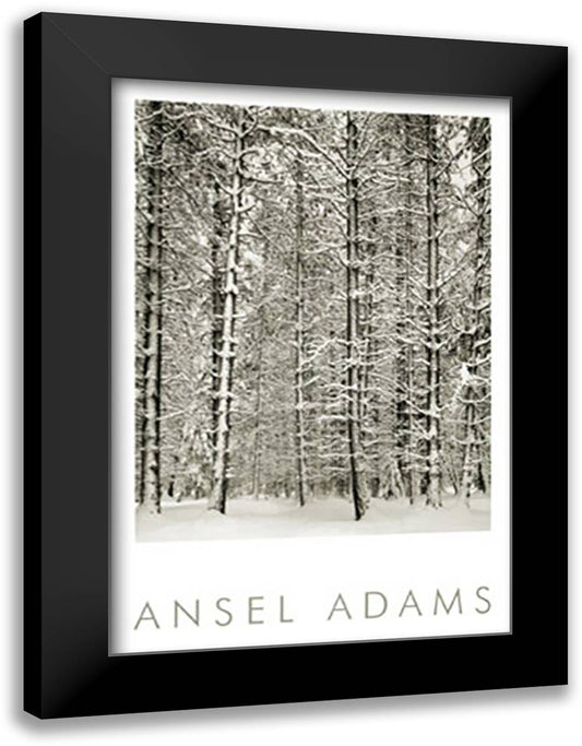 Pine Forest in Snow (embossed) 28x40 Black Modern Wood Framed Art Print Poster by Adams, Ansel