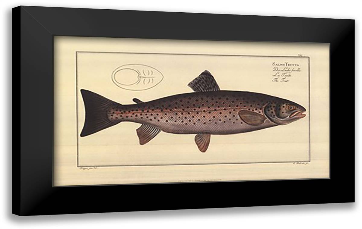 Trout 22x14 Black Modern Wood Framed Art Print Poster by Bloch, Marcus