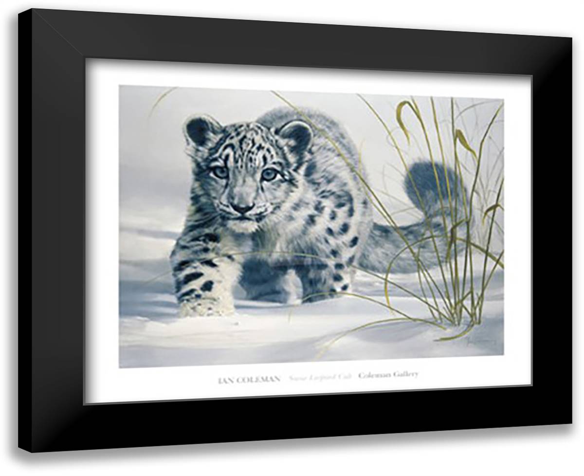 Snow Leopard Cub 32x26 Black Modern Wood Framed Art Print Poster by Coleman, Ian