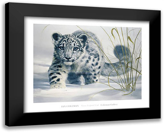 Snow Leopard Cub 32x26 Black Modern Wood Framed Art Print Poster by Coleman, Ian