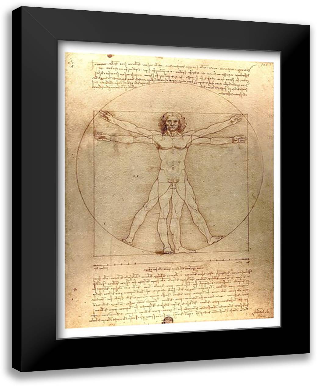 Vitruvian Man 28x40 Black Modern Wood Framed Art Print Poster by da Vinci, Leonardo
