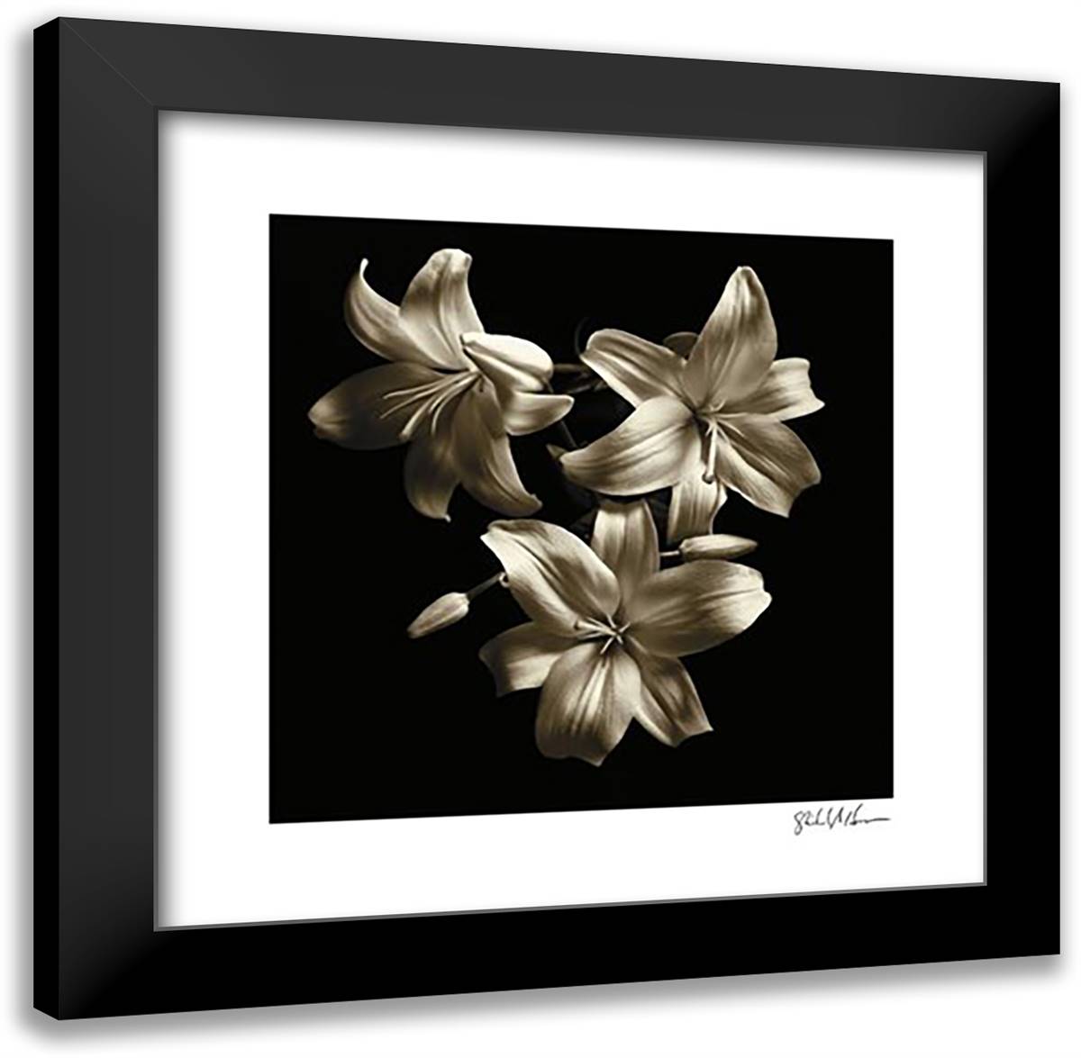 Three Lilies 20x20 Black Modern Wood Framed Art Print Poster by Harrison, Michael