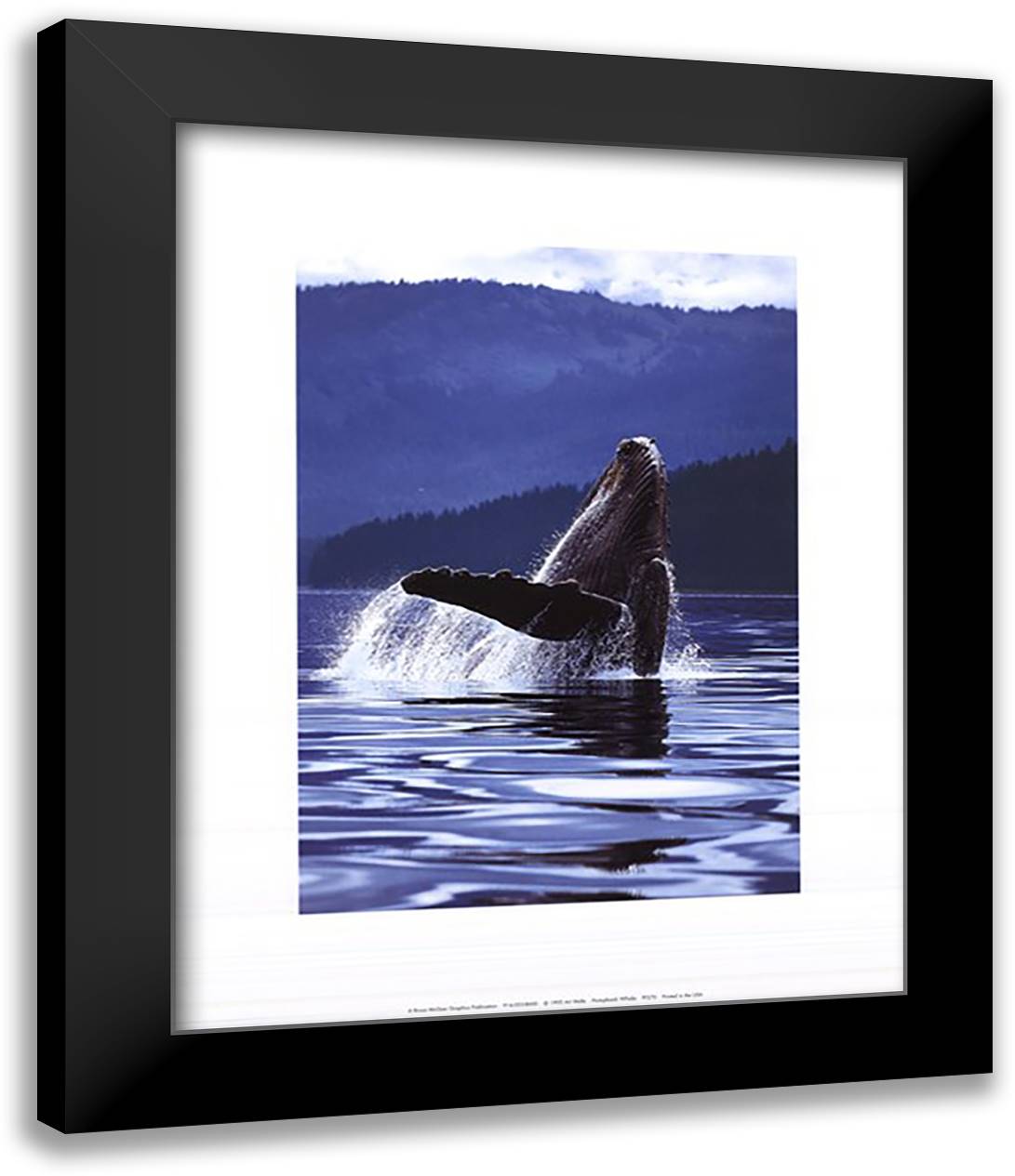 Humpback Whale 15x18 Black Modern Wood Framed Art Print Poster by Wolfe, Art