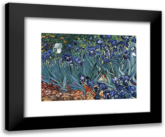 Irises in the Garden, Saint-Remy, c.1889 24x20 Black Modern Wood Framed Art Print Poster by Van Gogh, Vincent