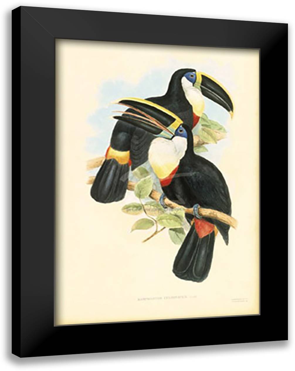 Toucan Pair I 19x26 Black Modern Wood Framed Art Print Poster by Walton