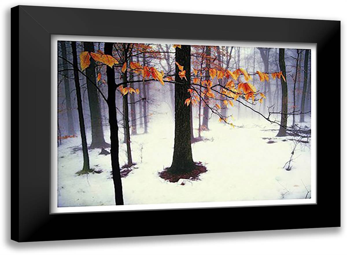 Quiet Woods 23x17 Black Modern Wood Framed Art Print Poster by Winston, David Lorenz