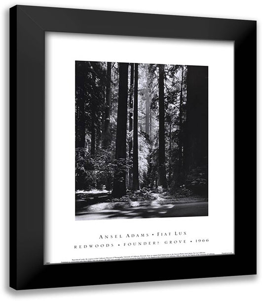 Redwoods, Founders Grove 15x18 Black Modern Wood Framed Art Print Poster by Adams, Ansel