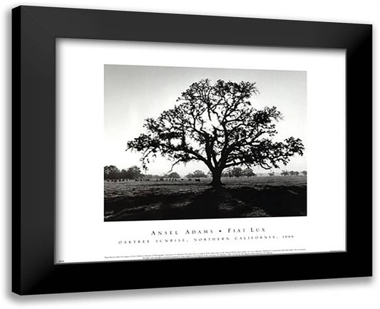 Oak Tree, Sunrise 18x15 Black Modern Wood Framed Art Print Poster by Adams, Ansel