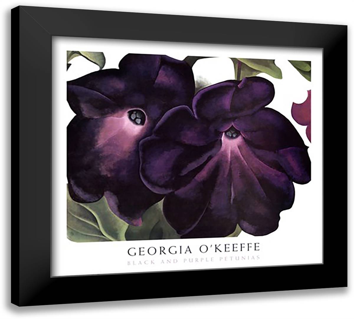 Black and Purple Petunias 32x28 Black Modern Wood Framed Art Print Poster by O'Keeffe, Georgia