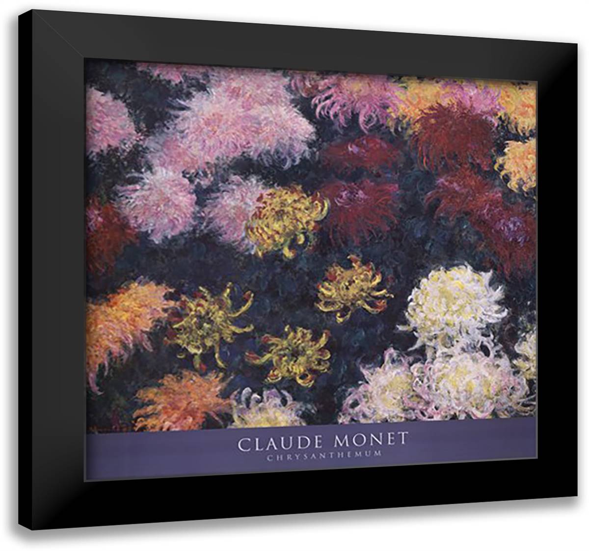 Chrysanthemum, 1897 28x28 Black Modern Wood Framed Art Print Poster by Monet, Claude