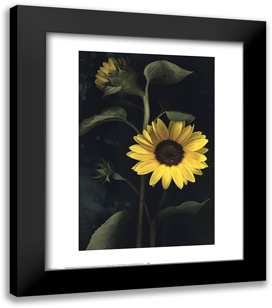 Two Sunflower Stems 20x24 Black Modern Wood Framed Art Print Poster by Florkowski, Christina