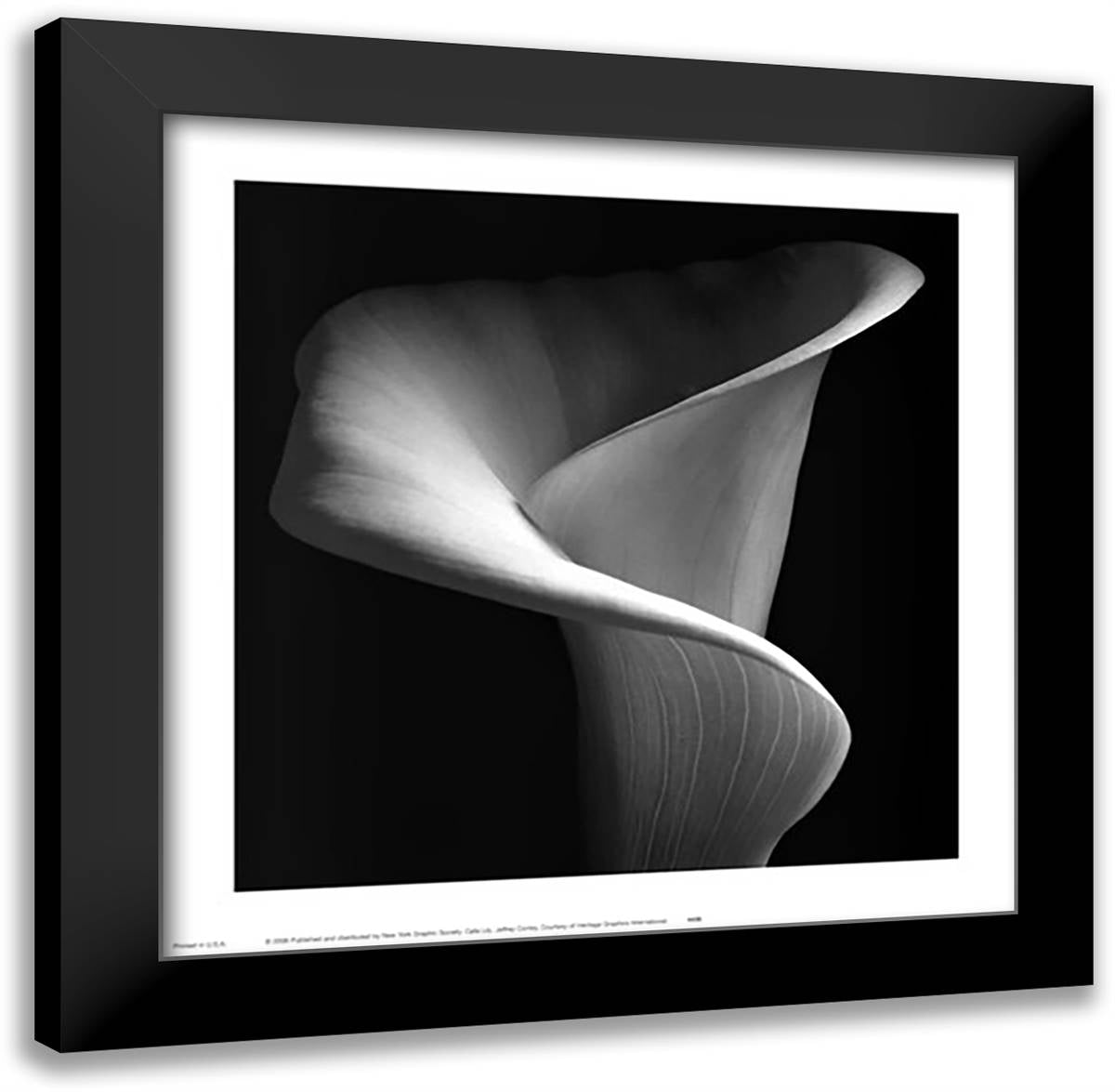 Calla Lily 17x17 Black Modern Wood Framed Art Print Poster by Conley, Jeffrey