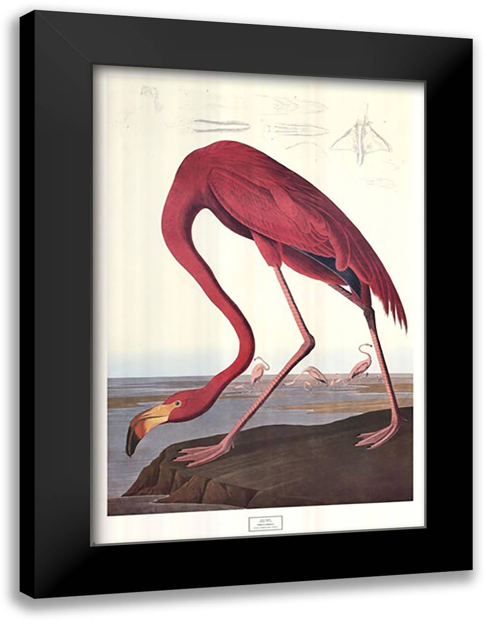 Pink Flamingo 28x40 Black Modern Wood Framed Art Print Poster by Audubon, John James