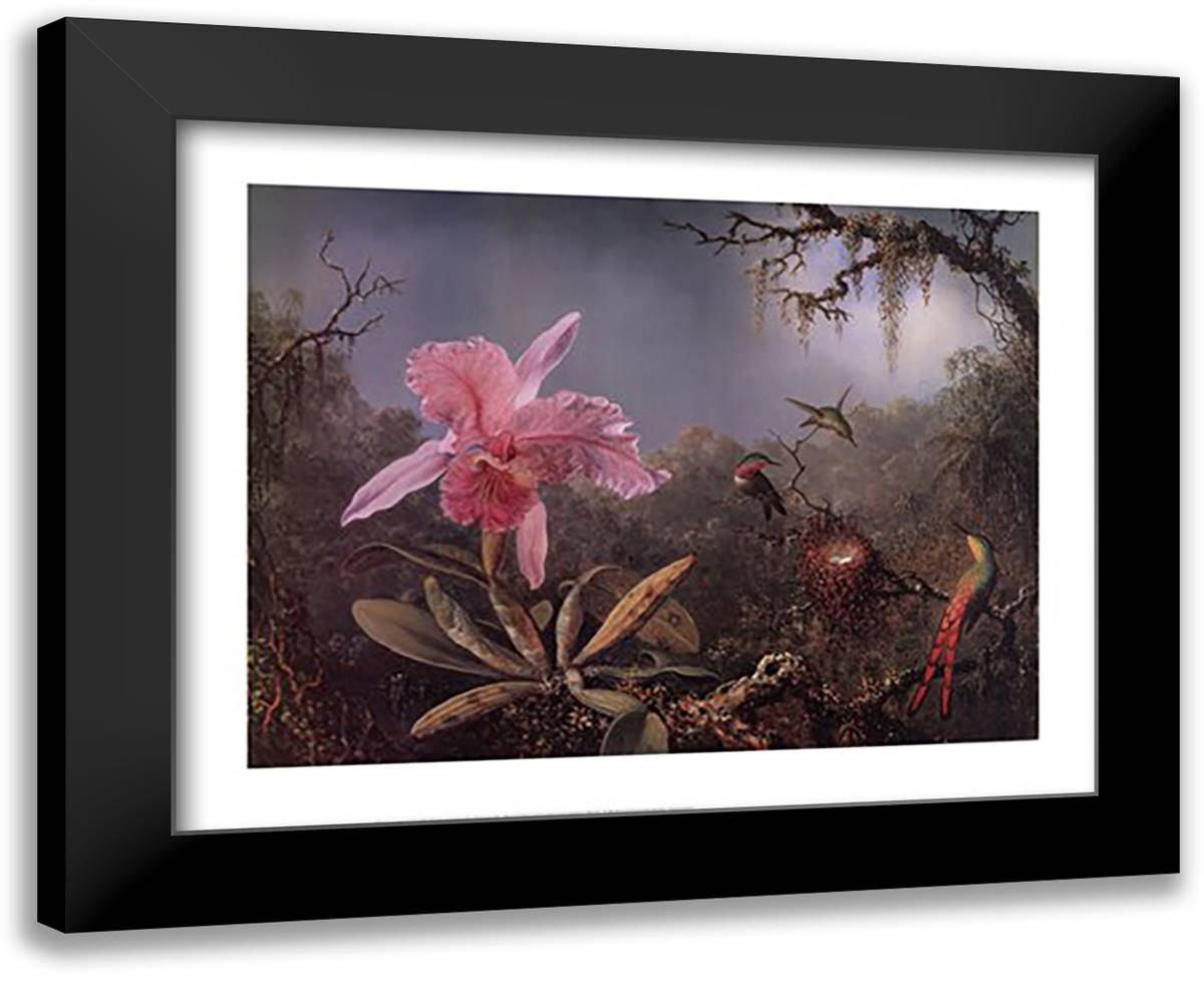 Cattleya Orchid and Three Brazilian Hummingbirds 32x26 Black Modern Wood Framed Art Print Poster by Heade, Martin Johnson