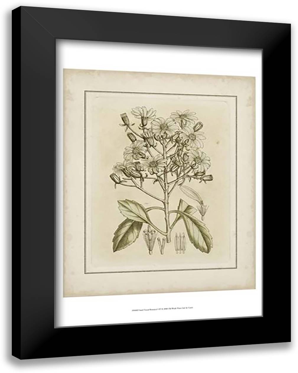 Small Tinted Botanical I (P) 17x23 Black Modern Wood Framed Art Print Poster by Curtis, Edward S.