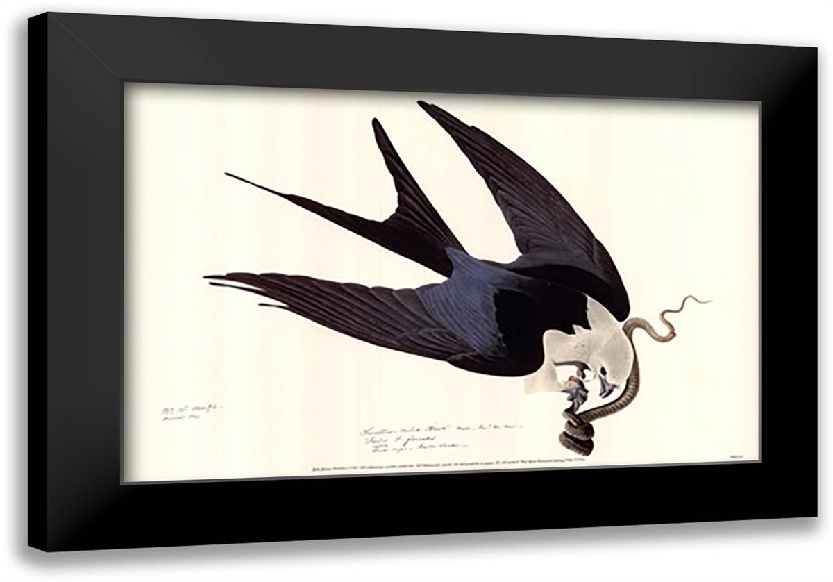 American Swallow-Tailed Kite 21x15 Black Modern Wood Framed Art Print Poster by Audubon, John James