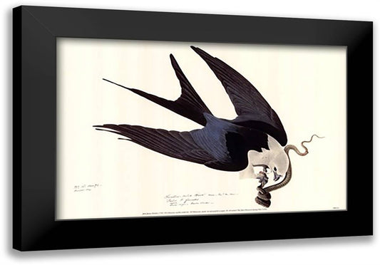 American Swallow-Tailed Kite 21x15 Black Modern Wood Framed Art Print Poster by Audubon, John James