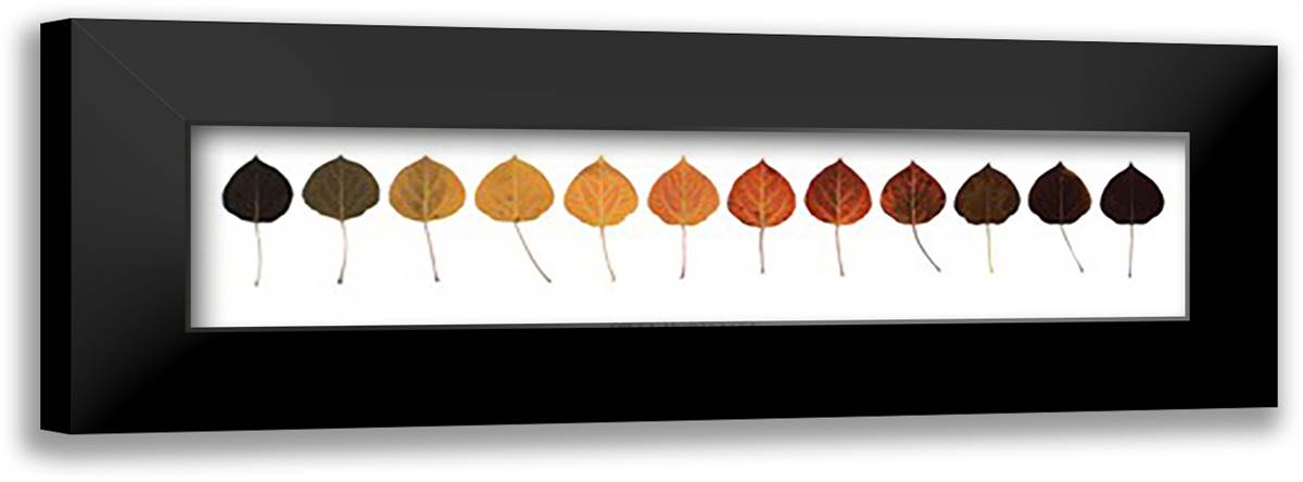 Life Of A Leaf 34x11 Black Modern Wood Framed Art Print Poster by Mortensen, Owen