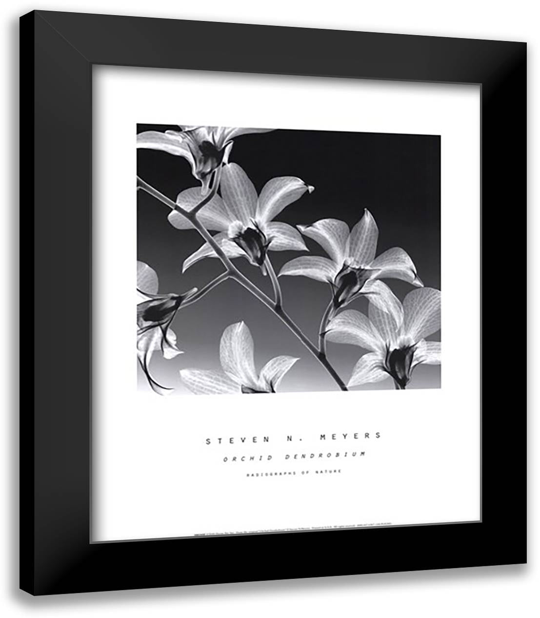 Orchid Denrobium 15x18 Black Modern Wood Framed Art Print Poster by Meyers, Steven N.