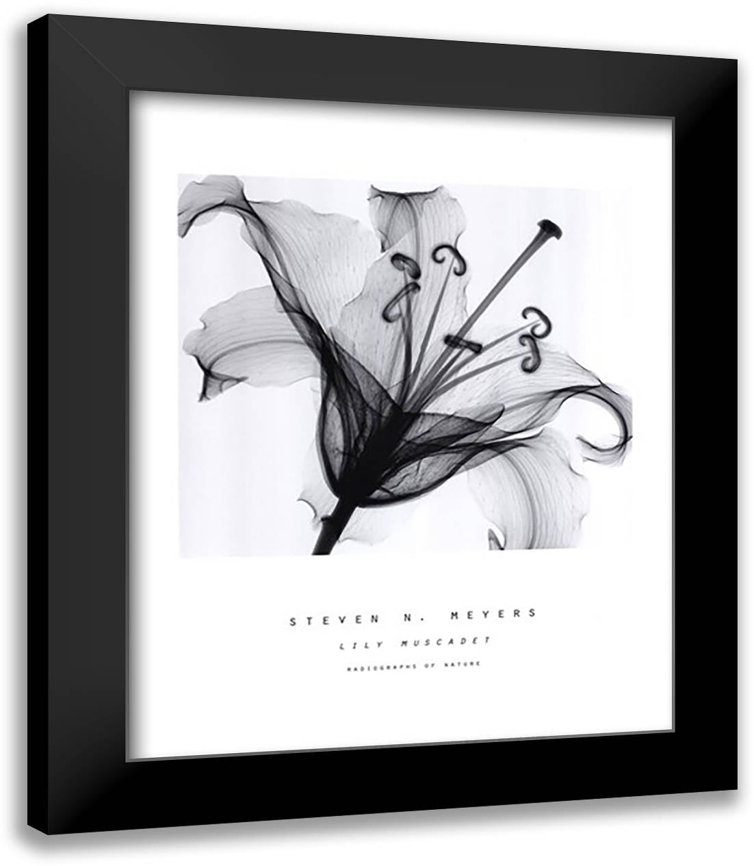 Lily Muscadet 15x18 Black Modern Wood Framed Art Print Poster by Meyers, Steven N.