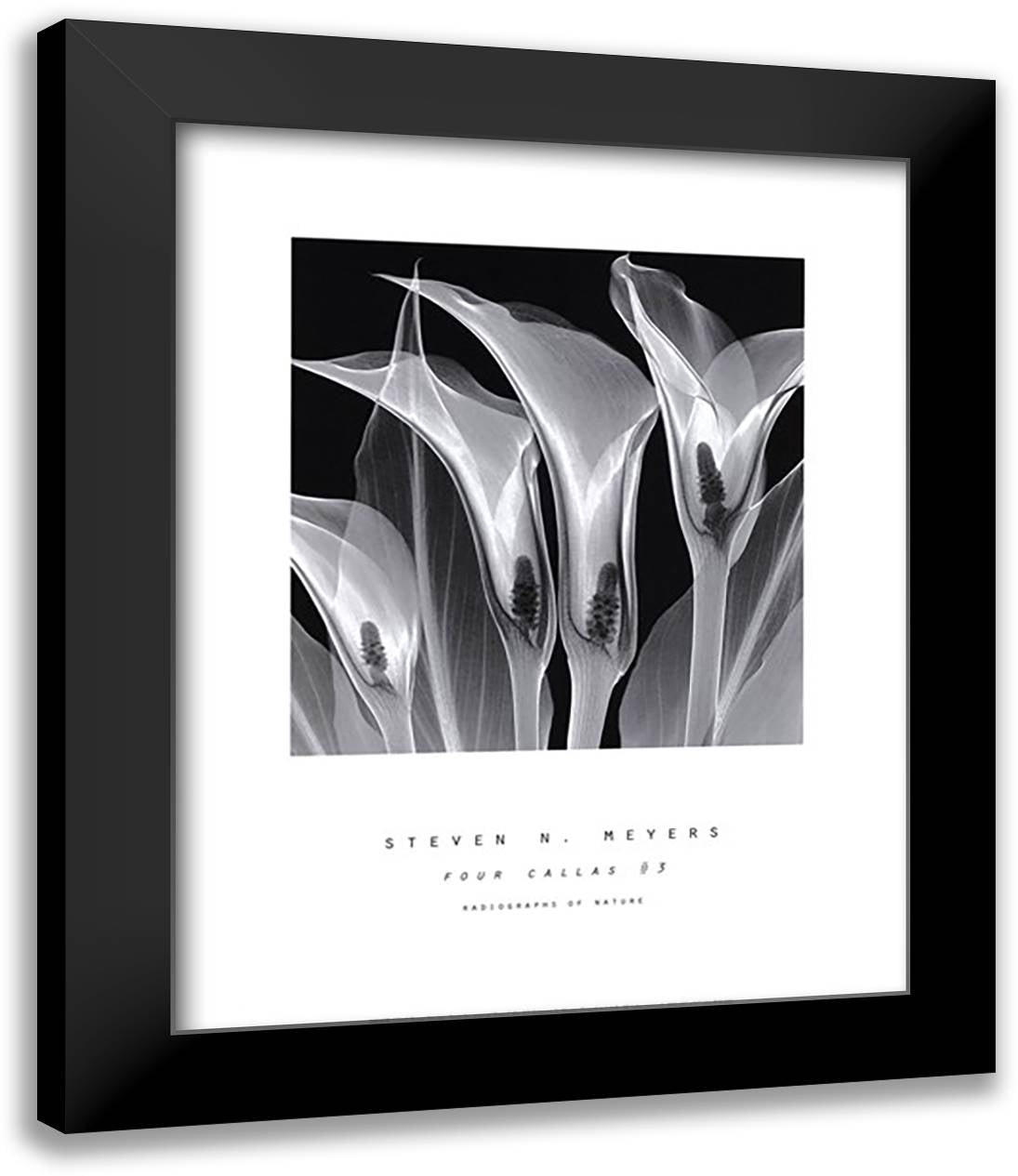 Four Callas No.3 15x18 Black Modern Wood Framed Art Print Poster by Meyers, Steven N.