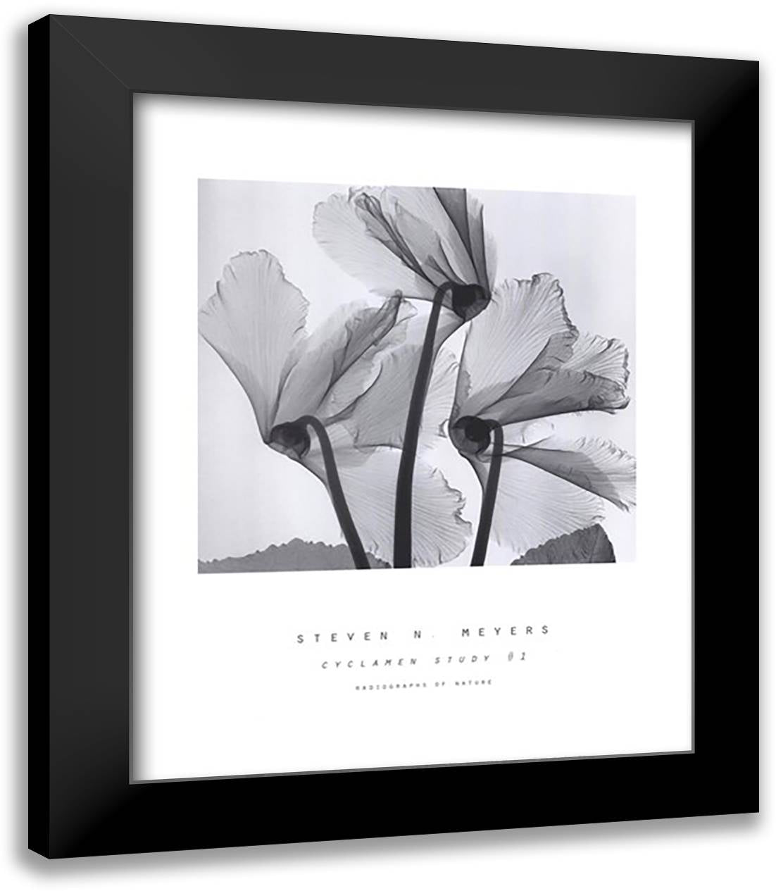 Cyclamen Study No.1 15x18 Black Modern Wood Framed Art Print Poster by Meyers, Steven N.