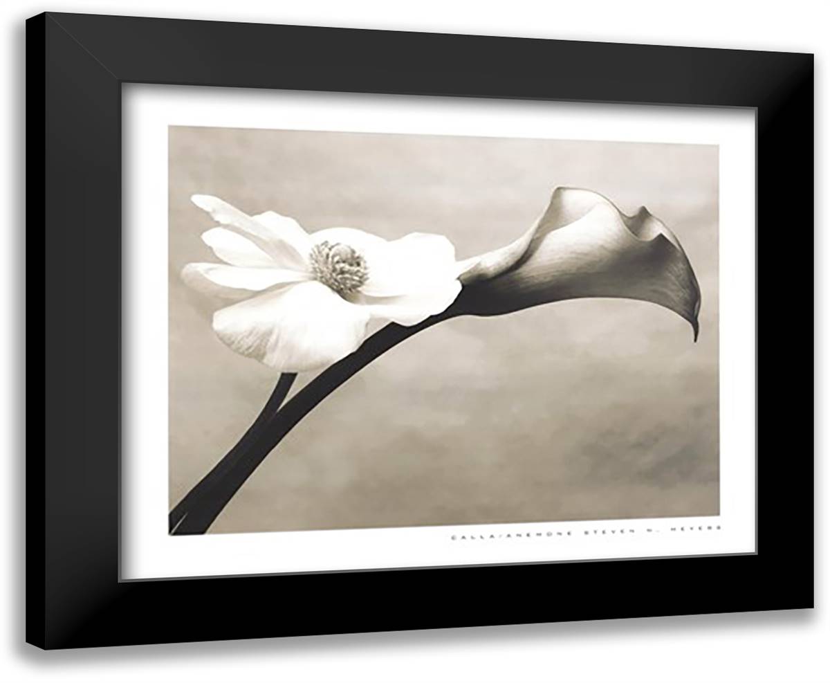 Calla-Anemone 32x26 Black Modern Wood Framed Art Print Poster by Meyers, Steven N.