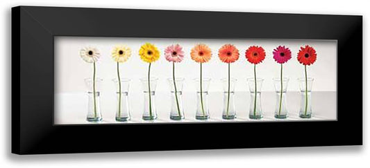 Gerbera Spectrum 40x16 Black Modern Wood Framed Art Print Poster