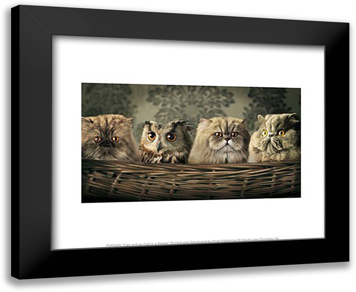 Cats and an Owl in a Basket 14x12 Black Modern Wood Framed Art Print Poster