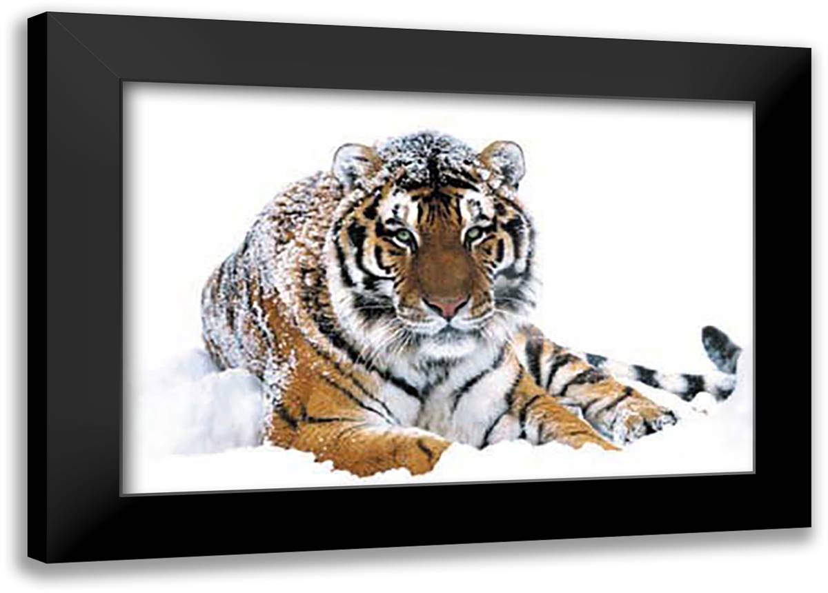 Siberian Tiger 40x28 Black Modern Wood Framed Art Print Poster