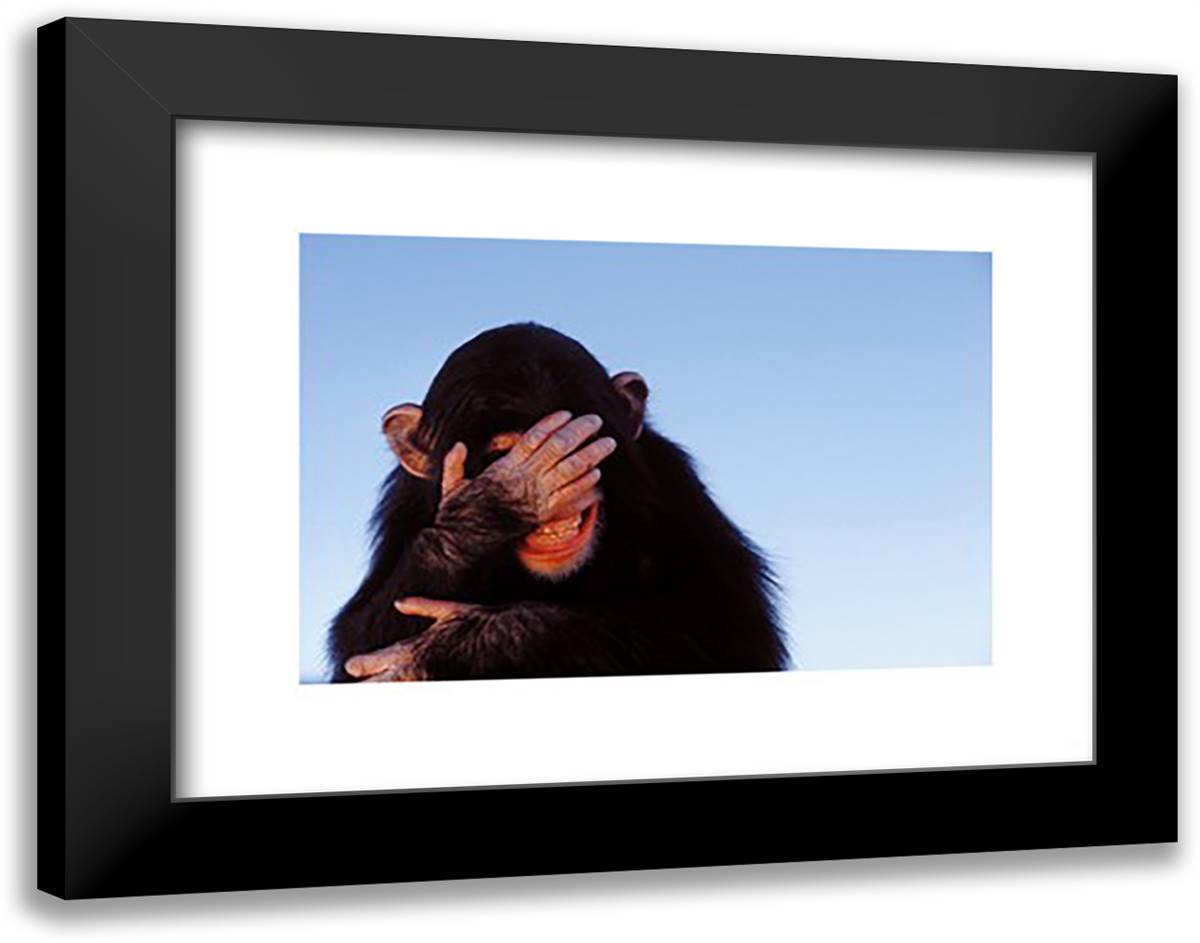 Embarrassed Chimpanzee 20x16 Black Modern Wood Framed Art Print Poster by Davis, Tim