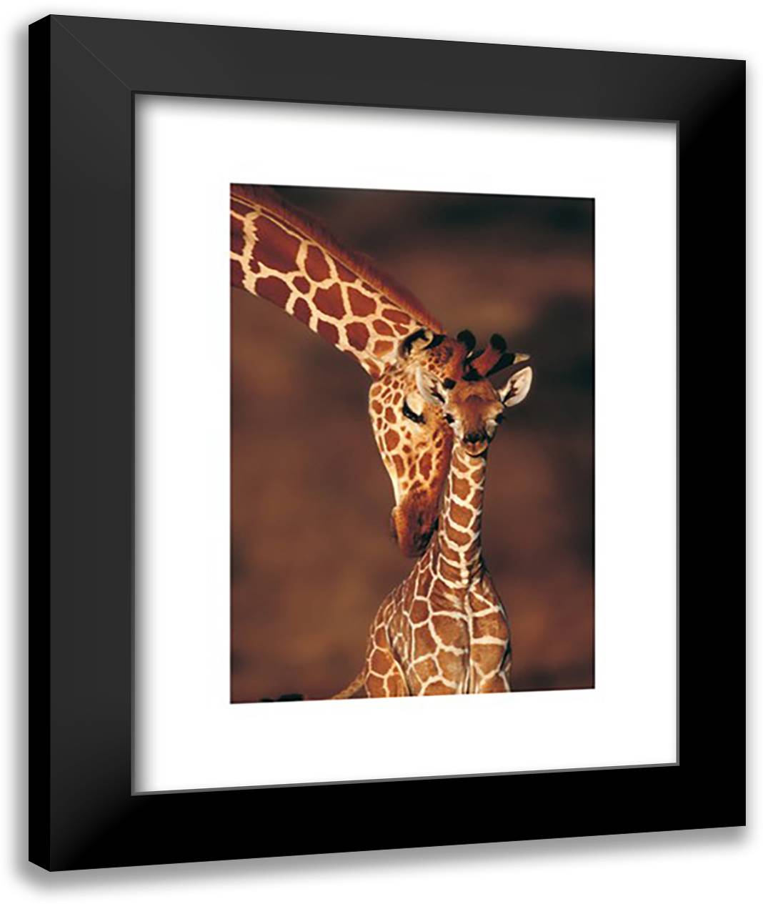 Giraffes, Namibia 16x20 Black Modern Wood Framed Art Print Poster