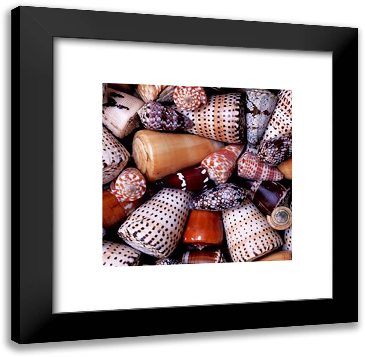Cone Shells 20x24 Black Modern Wood Framed Art Print Poster by Hellier, Chris