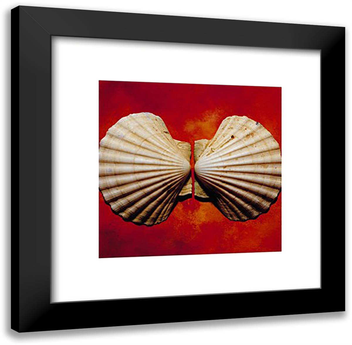 Sea Shells 20x24 Black Modern Wood Framed Art Print Poster by Burke, Adrian
