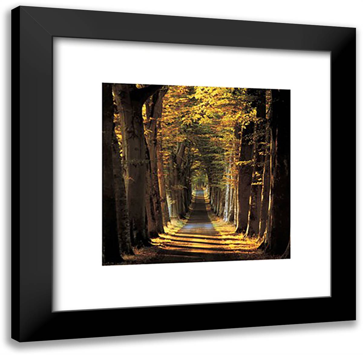Tree Lined Avenue 20x20 Black Modern Wood Framed Art Print Poster by Collins, Kathy